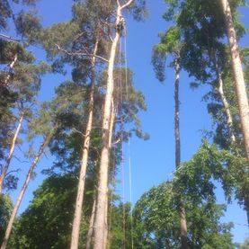 Baumfällungen Sachsen-Anhalt Arendsee