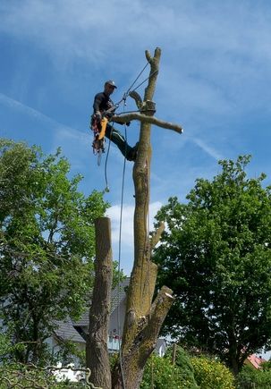 Baumfällarbeiten in Sachsen-Anhalt