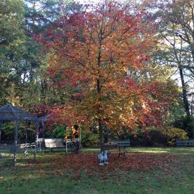 Gartengestaltung Baum Pengel